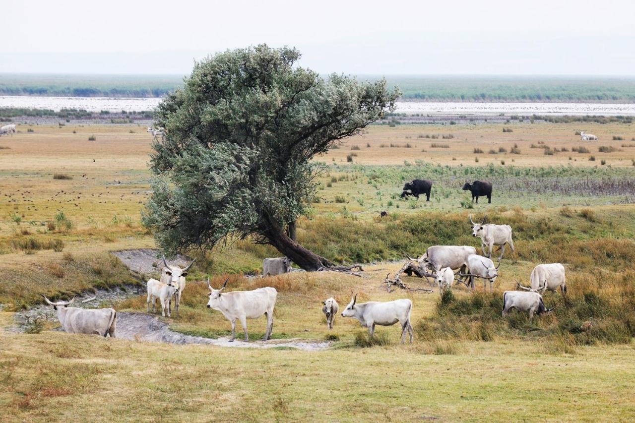 Apartment Landart Illmitz Εξωτερικό φωτογραφία